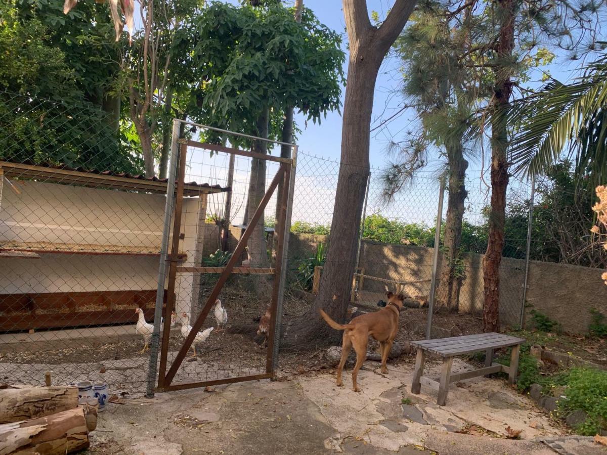 Ferienwohnung Finca Monica La Matanza De Acentejo Ngoại thất bức ảnh