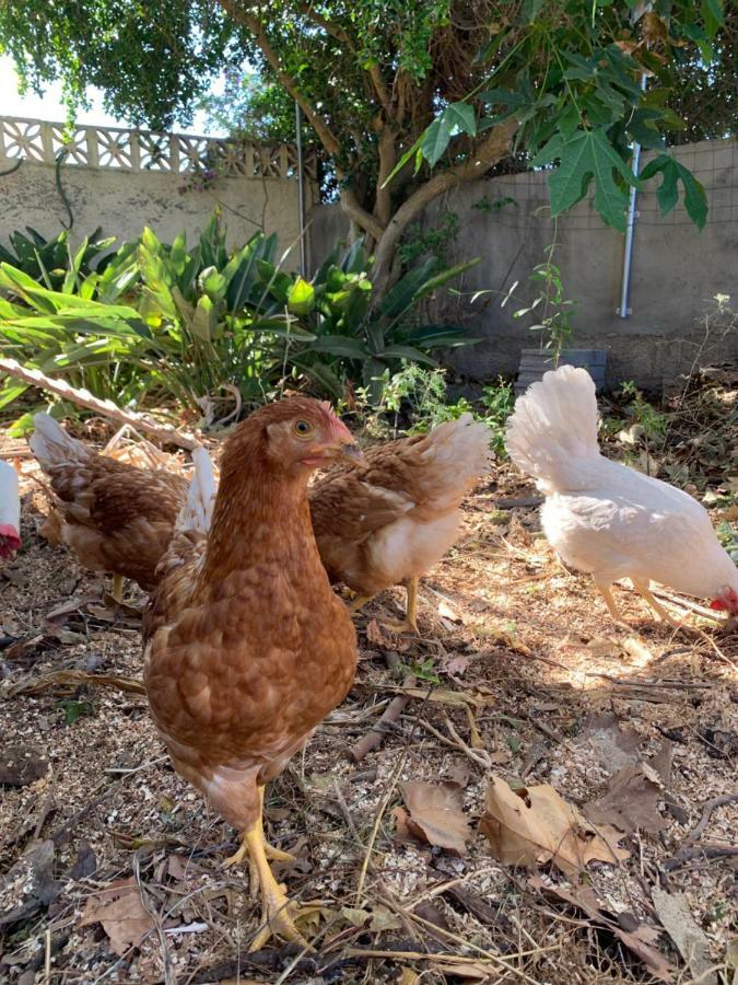 Ferienwohnung Finca Monica La Matanza De Acentejo Ngoại thất bức ảnh